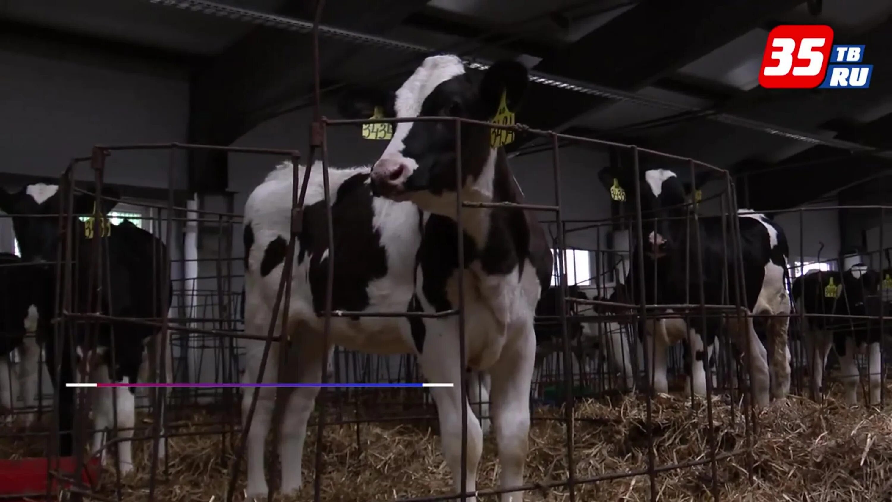 Спк колхоз племзавод пригородный вологодский район. Колхоз у илыш марий эл. Ао племзавод заря грязовецкий район д слобода. Колхоз пригородный. Колхоз пригородный.