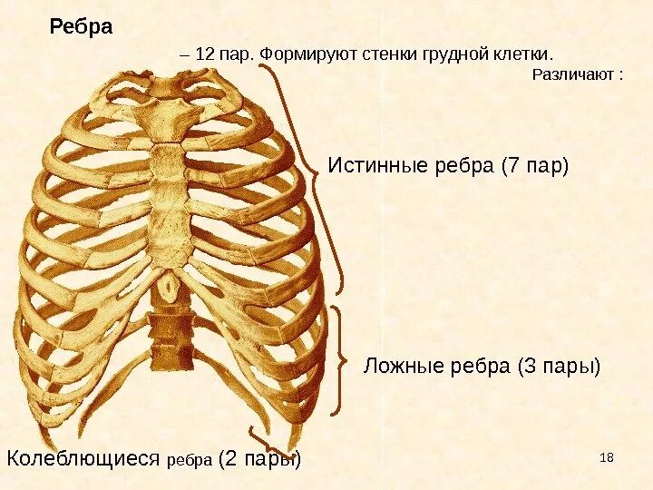 Ребра истинные ложные колеблющиеся. Ребра анатомия человека строение. 12 Пар рёбер в грудной клетке. Грудная клетка истинные ребра.