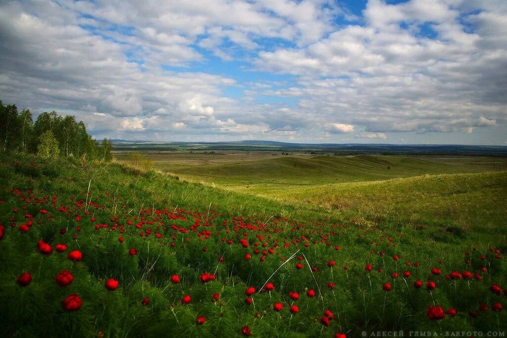 Степи Саратовской области. Саратов степи. Лазоревая степь Шолохов. Природа Саратовской области степи. Донские рассказы лазоревая степь