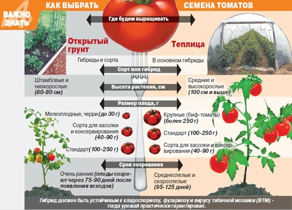 Размер семян томата. Помидоры в теплице. Теплица с томатами. Парник для помидоров. Томаты в открытом грунте.