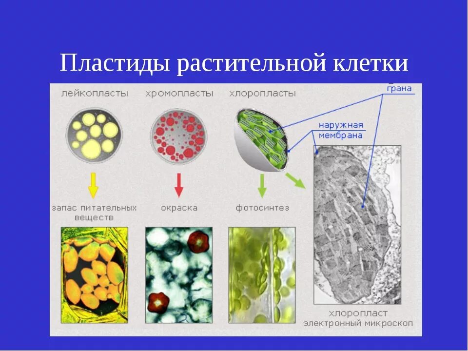 В хлоропластах растений находится. Хлорофилл хромопласты лейкопласты. Пластиды в клетках растений. Растительная клетка пиостиды. Пластиды в клетках растений 5 класс биология.