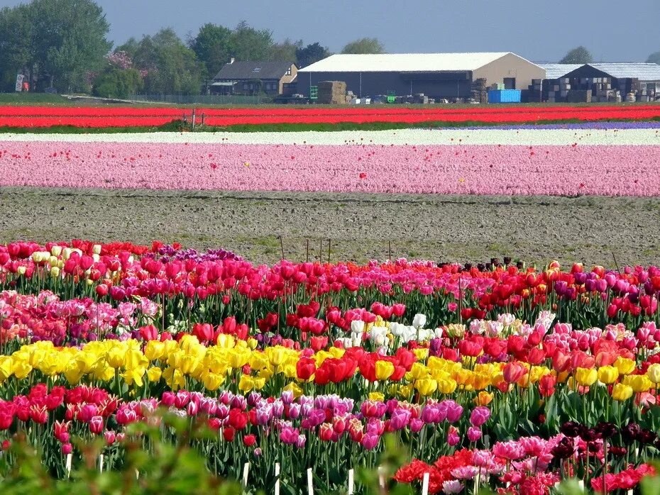 2 ряда тюльпанов. Тюльпановые поля в Голландии. Тюльпановые плантации в Голландии. Амстердам тюльпаны плантации.
