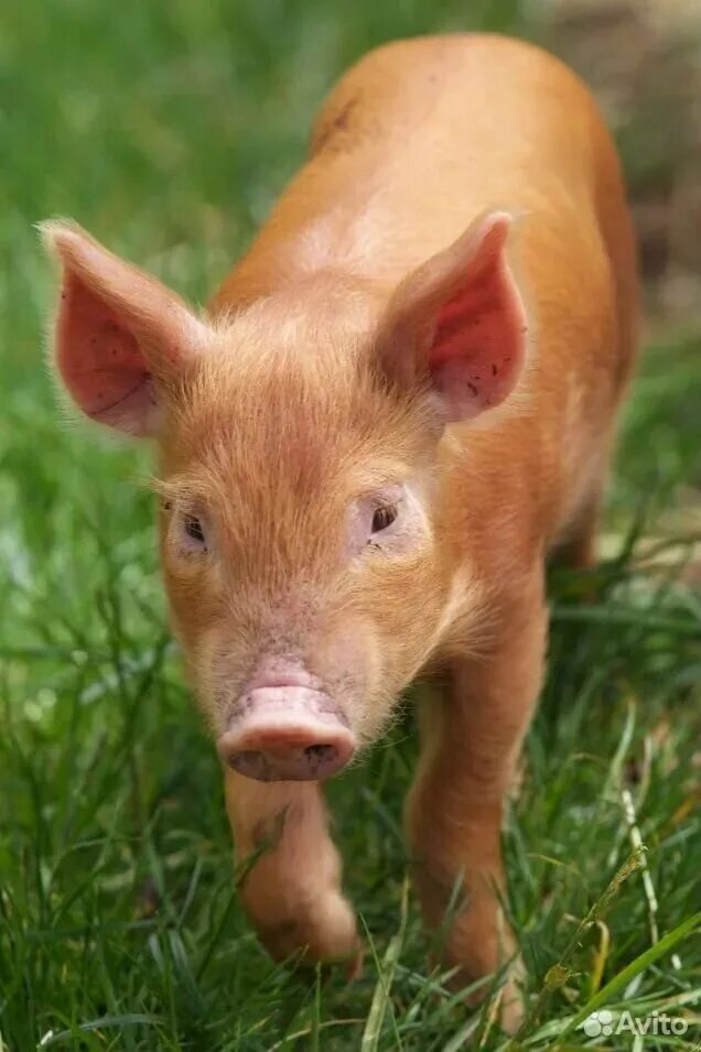 беркшир порода. темворс свинья. какого цвета свинки. какого цвета свинки. минипиг майялино.