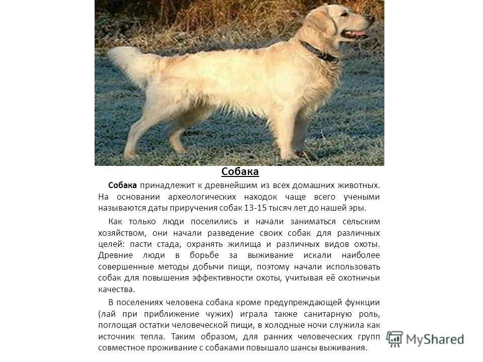 Кому принадлежала собака. Волк предок собаки. Интересные истории про собак. Куприн жулька порода собаки. Кому принадлежала собака.