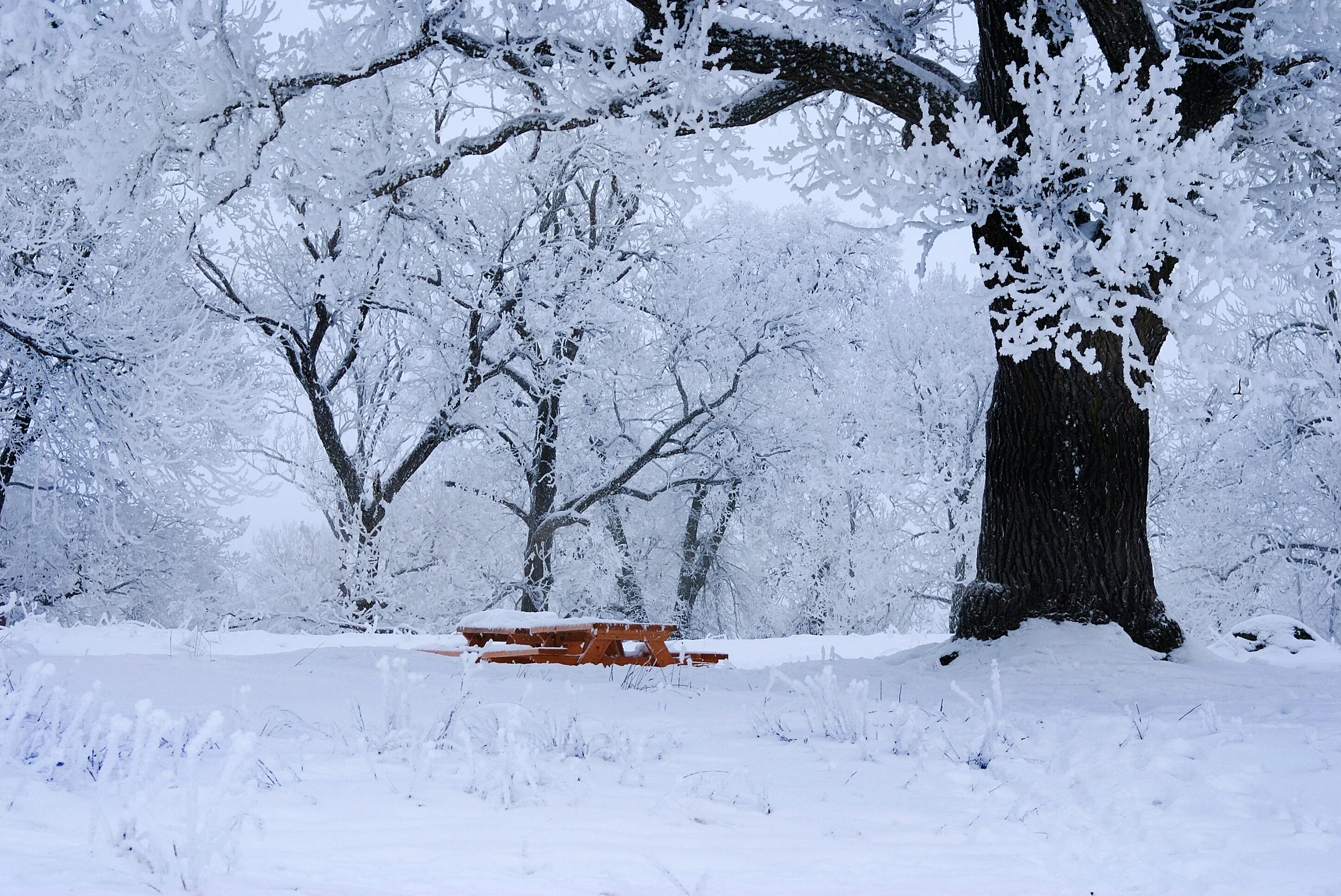 Cold and snowy. Деревья в снегу. Холодная зима. Холодная Снежная зима. Деревья под снегом.