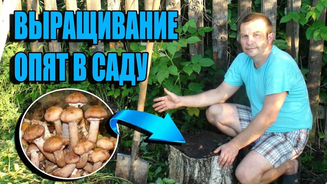 Как сделать чтобы росли грибы