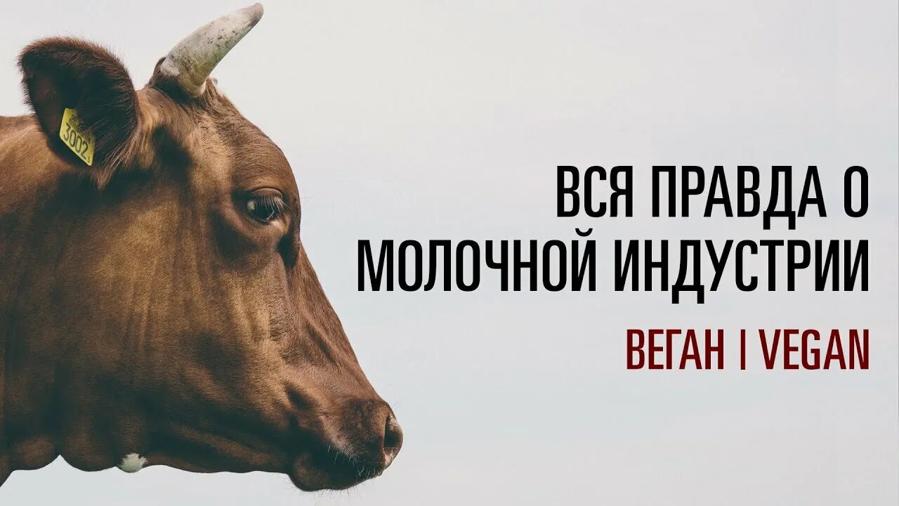 Вегетарианцы пьют молоко. Почему вегетарианцы не употребляют молоко. Почему становятся вегетарианцами. Молоко для вегетарианцев. Почему веганы не пьют.