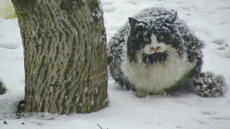 Холодно ли котам на улице