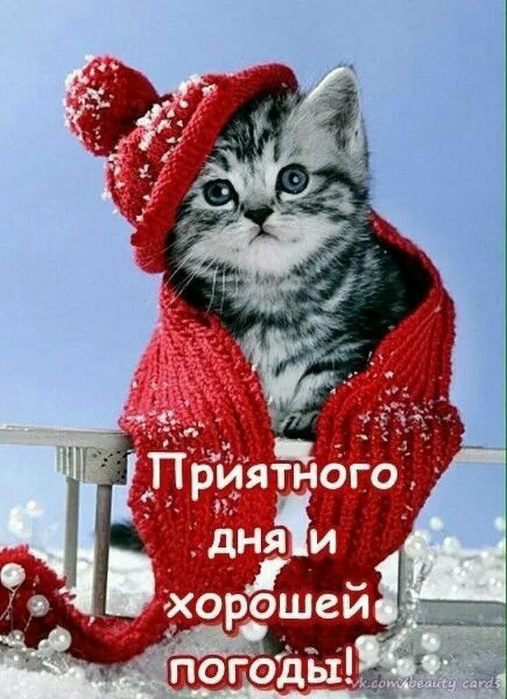 Доброго дня картинки с котами