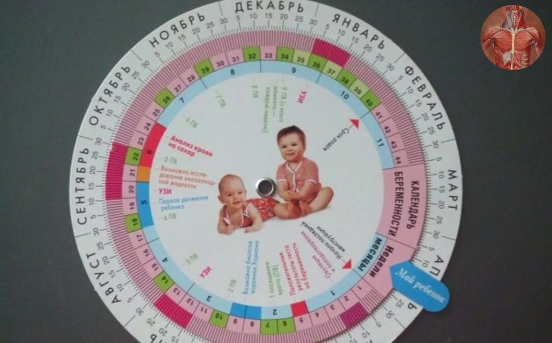 Формирование плода по неделям беременности в картинках таблица. Определенный срок 3 6 месяцев. Лишение свободы на определенный срок определяет. Как определить пол будущего ребенка узи. Зачатие ребёнка по месяцам.