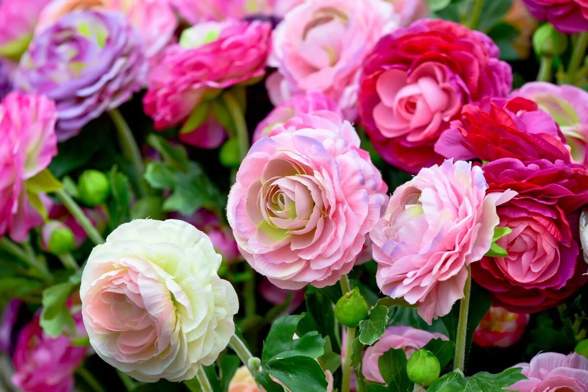 Похож на пион. Ранункулюс кустовой. Пион flamingo. Цветы похожие на пионы и розы. Лютик пионовидный.