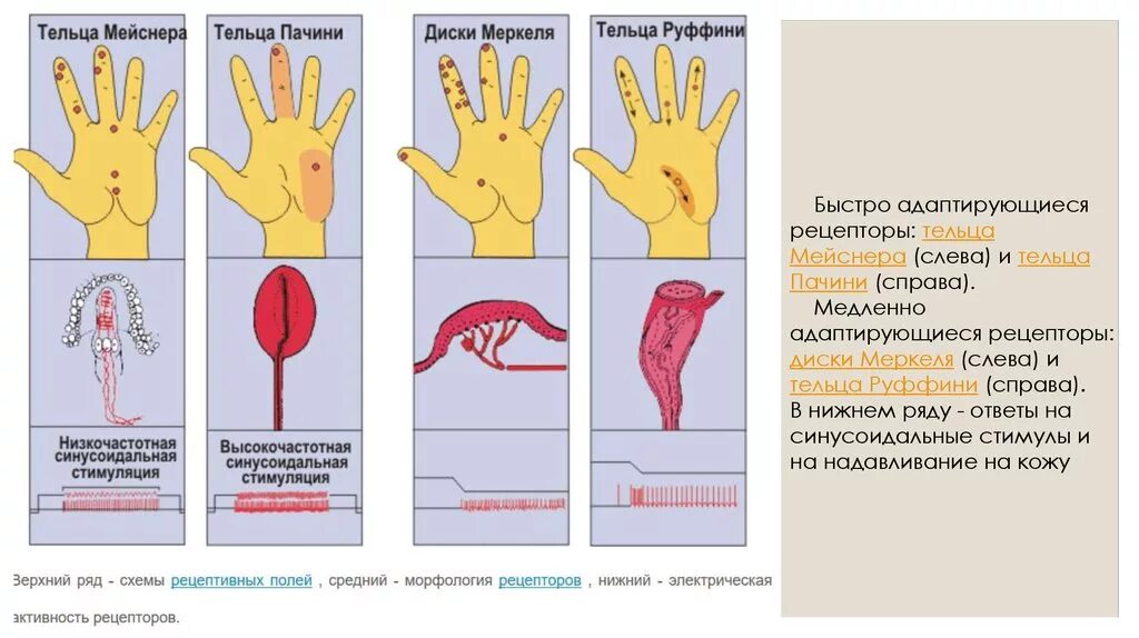 Диски Меркеля тельца Мейснера. Диски Меркеля тельца Пачини. Механорецептор тельце Мейснера. Кожные механорецепторы.