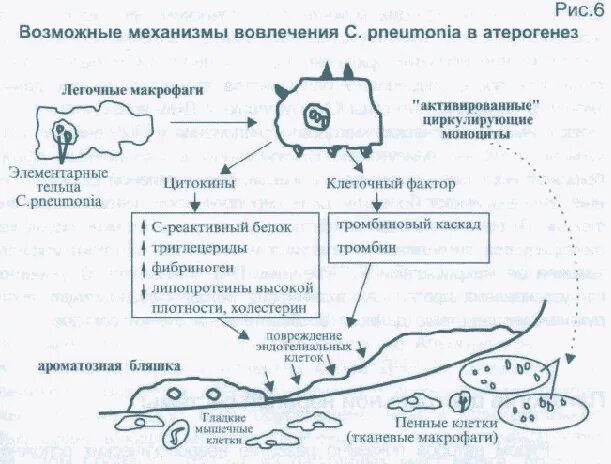 Цепочка инфекционного процесса. Цепочка инфекционного процесса схема. Цепочка инфекционного процесса пример. Дайте характеристику Цепочки инфекционного процесса?.