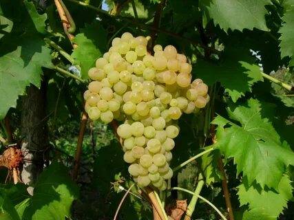 Виноград кишмиш 342 отзывы