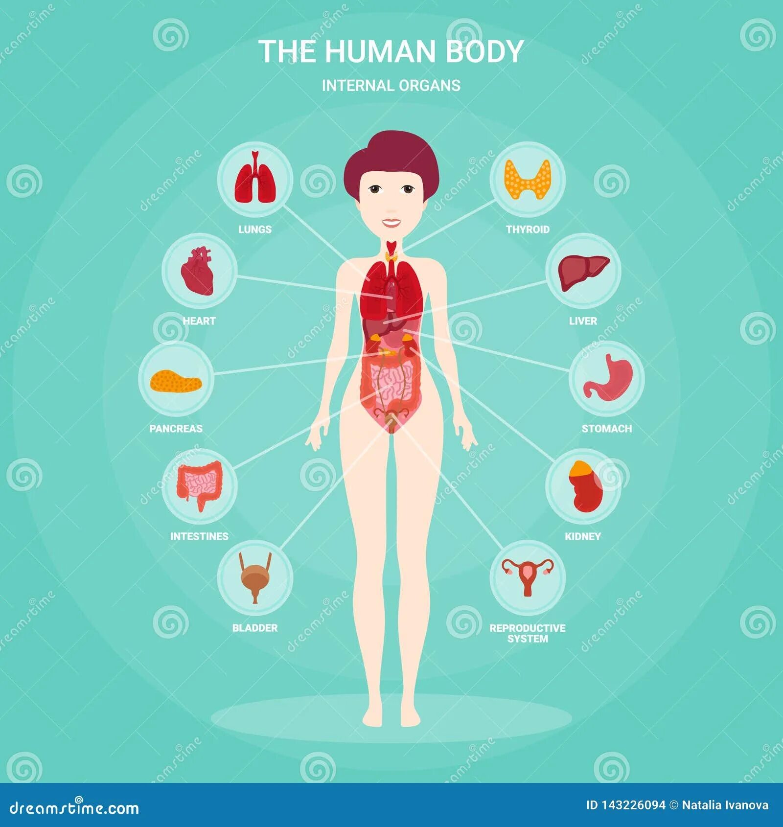 Двух организм девушки. Организм девушки. Инфографика анатомия. Анатомическая инфографика. Анатомия человека инфографика.