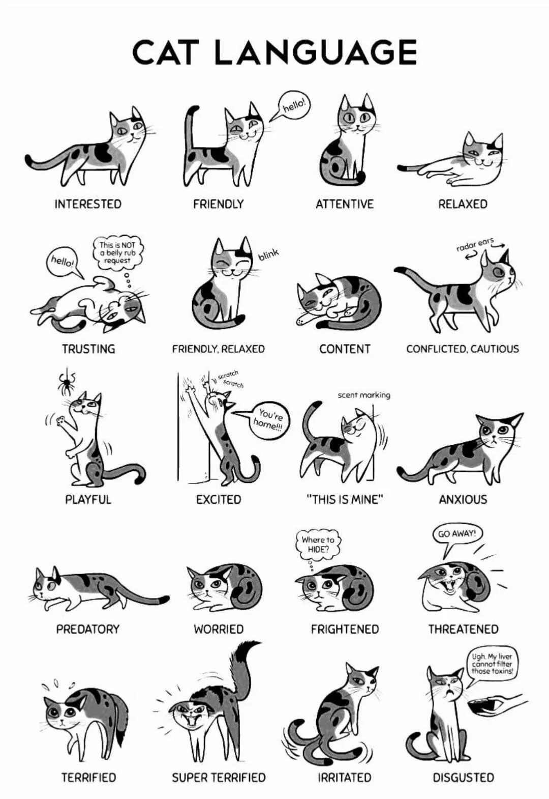 Cat person. Cat people перевод. Quotation about cat. Разумные кошки. Настасья кински люди кошки.