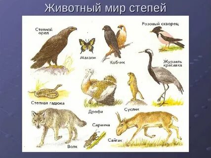 Обитатели природной зоны степи