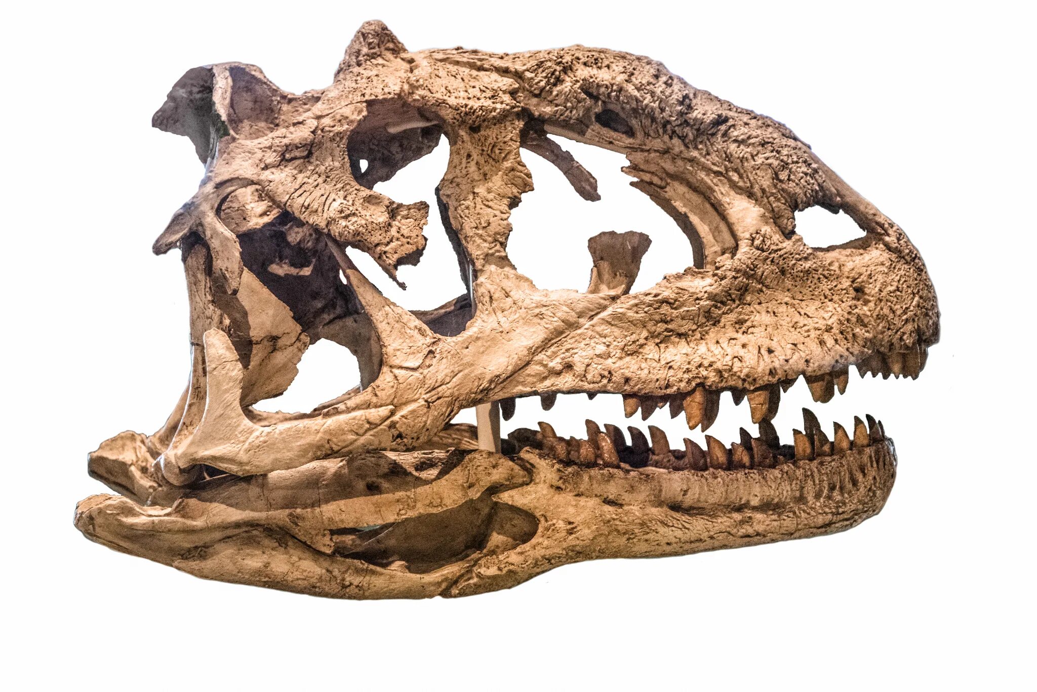 Майюнгазавр. Majungasaurus crenatissimus. Майюнгазавр скелет. Majungasaurus Skull. Майюнгазавр череп.