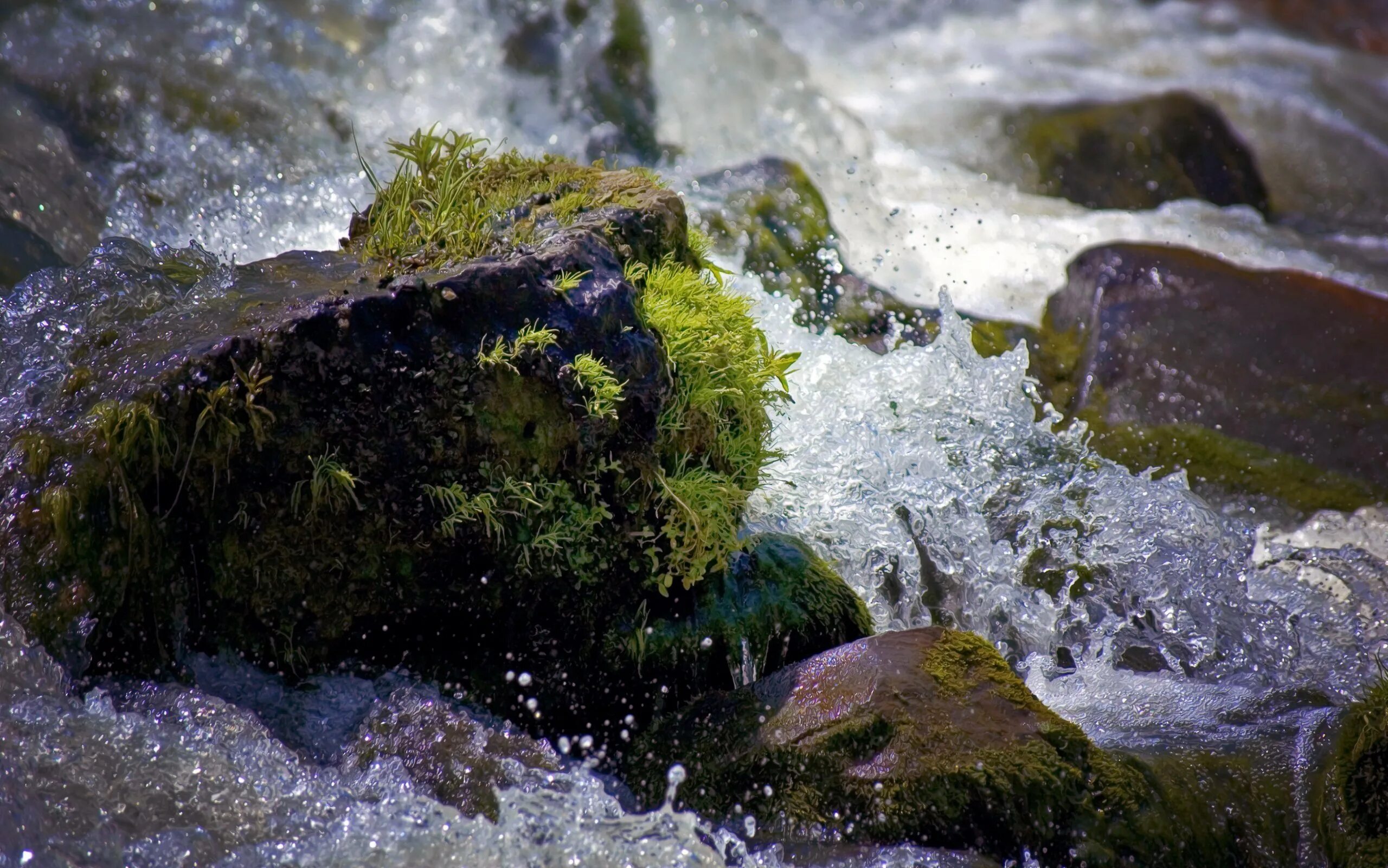 Вода в природе. Водяной мох. Ручеек с камнями. Вода среди камней.