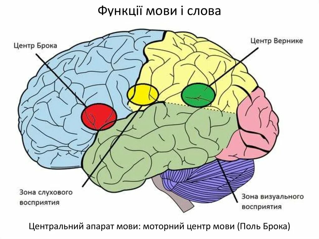 Зоны восприятия мозга. Речевые центры. Зона Брока. Зона Вернике. Мозг зоны Брока и Вернике. Двигательный центр речи, центр Брока, расположен. Речевые зоны Брока и Вернике располагаются.