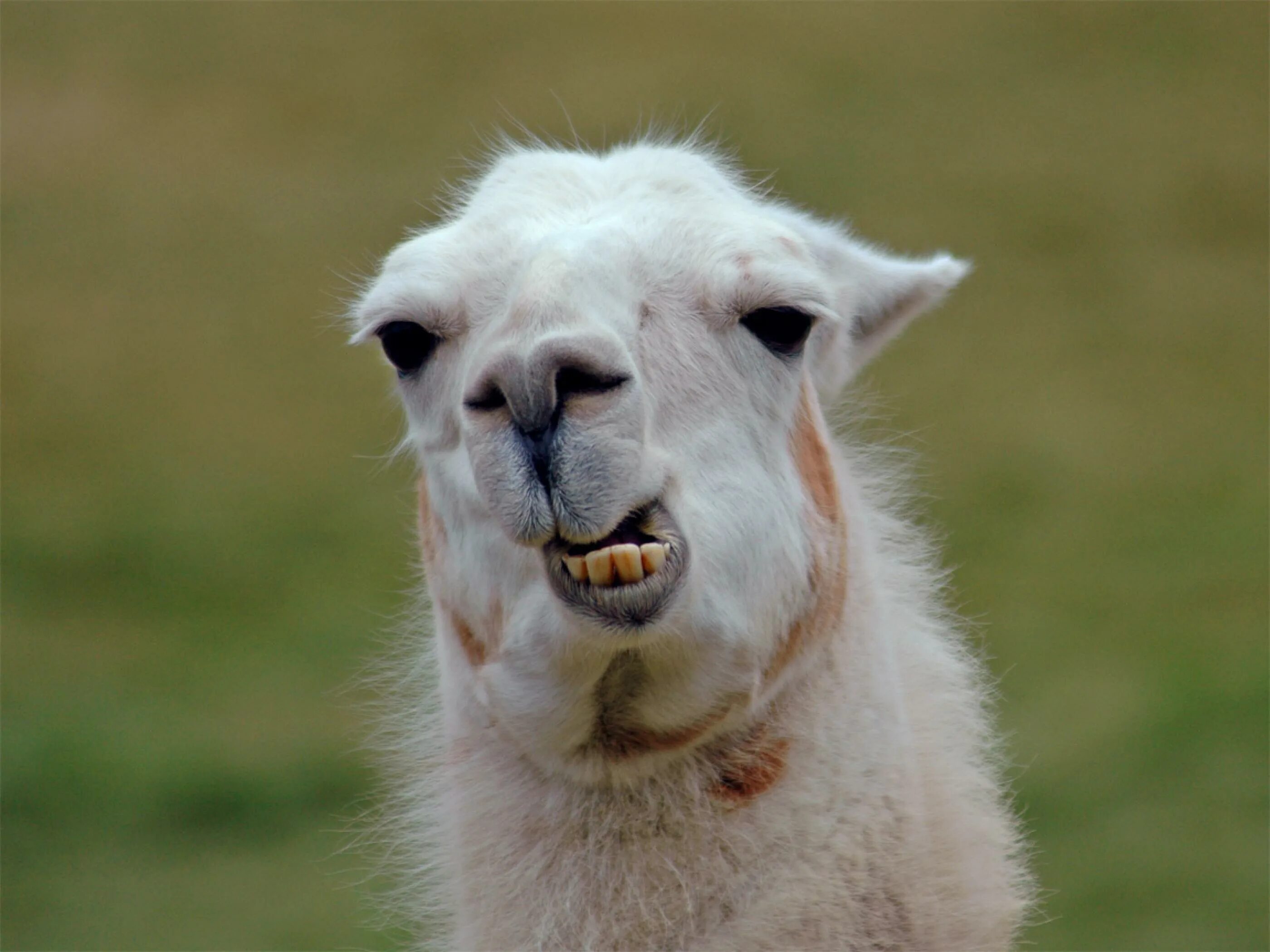 Llama2