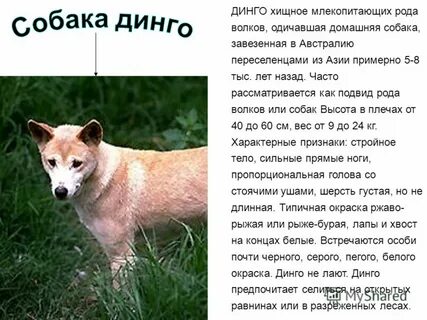 Дикая собака динго презентация 6 класс