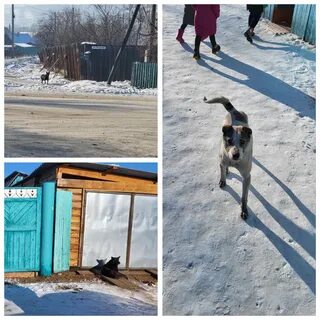 Собака отпусти