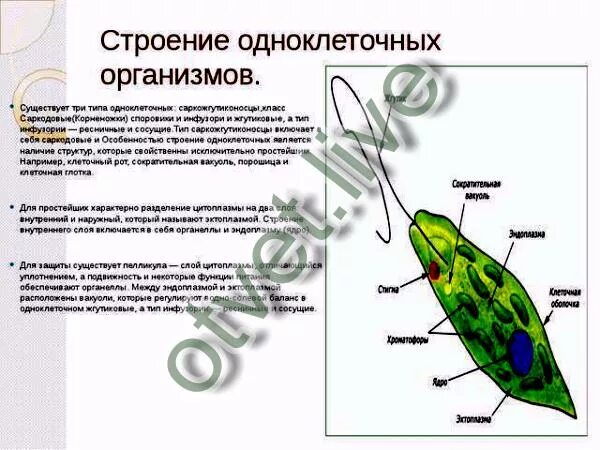 Колониальные жгутиконосцы вольвокс. Простейший одноклеточный организм. Вольвокс среда обитания. Одноклеточные организмы биология 9 класс. Одноклеточный организм представляет собой.