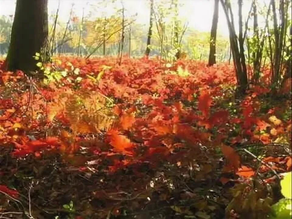 Сказочный осенний лес. Опушка осеннего леса. Венецианская маска осень. Разноцветные листья. Осенняя поляна в лесу.