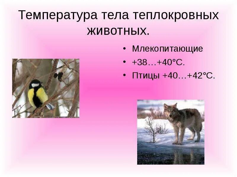 Температура тела птиц. Постоянная температура тела у птиц. Теплокровные температура тела. Теплокровные животные птицы.