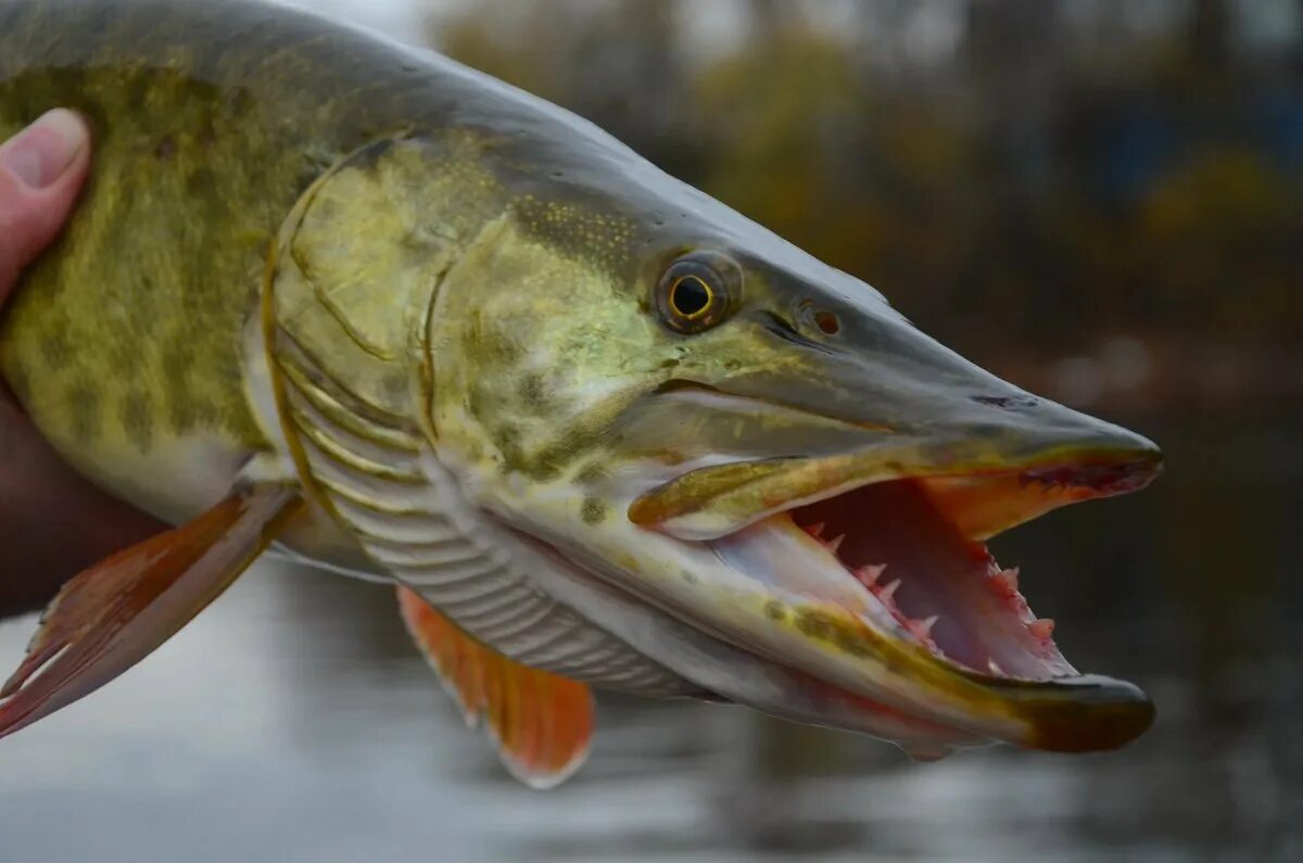 Щука-маскинонг. Щука Esox Lucius. Обыкновенная щука (Esox Lucius). Американская щука маскинонг.