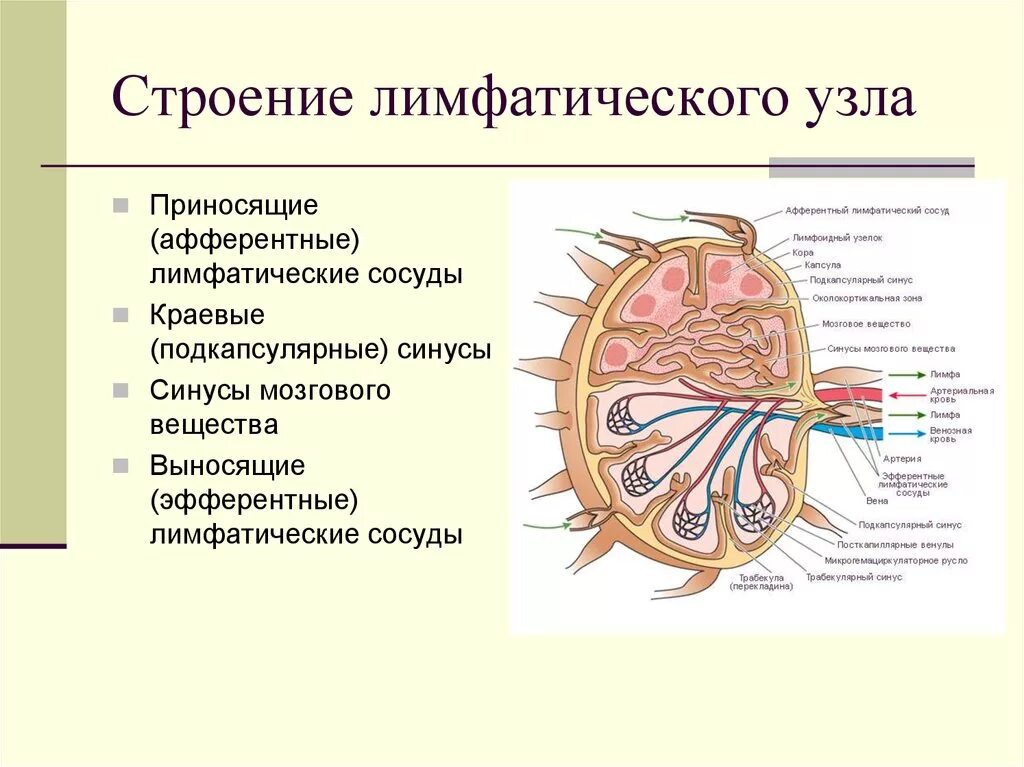 Лимфатический узел имеет. Лимфатические узлы макроскопическое строение. Строение лимфатического узла анатомия. Строение лимфатической системы и лимфатического узла. Строение приносящего сосуда лимфатического узла.