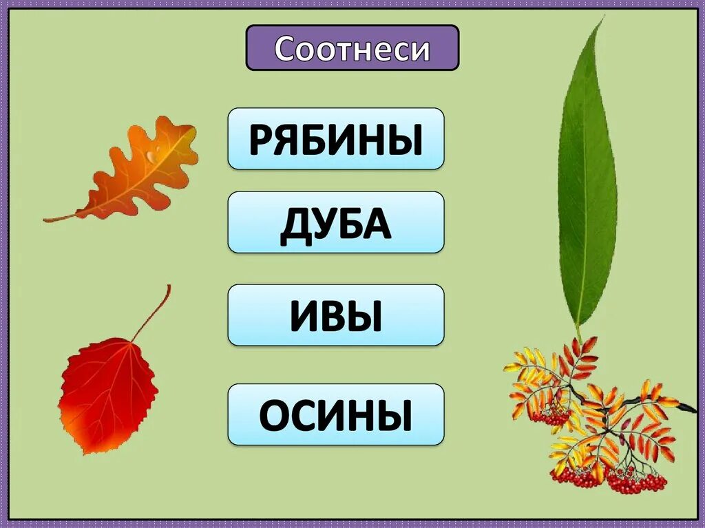 Листья дуба клена рябины. Рябины дуба ивы осины. Береза. Клен, рябина для дошкольников. Лист рябины и осины. Карточки с листьями осина.