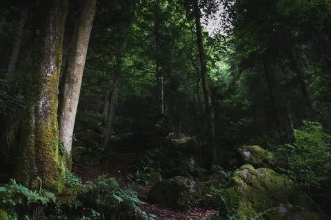 Дикая роща