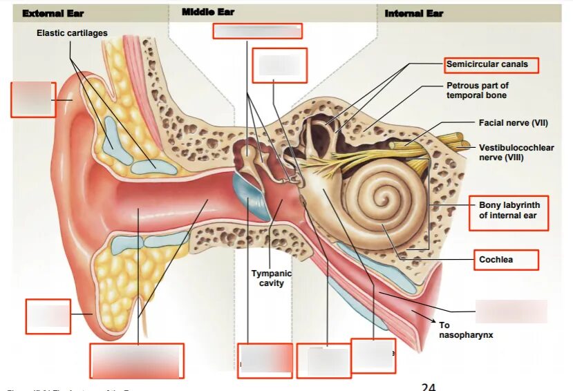 В среднем ухе расположены органы. Строение среднего уха. Строение среднего уха человека. Анатомия среднего уха человека. Структура среднего уха.