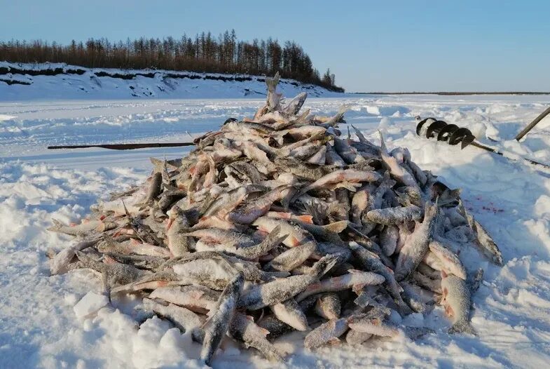 Где зимой ловят рыбу. Много рыбы на льду. Зимняя рыбалка. Рыбы зимой. Зимний улов рыбы.