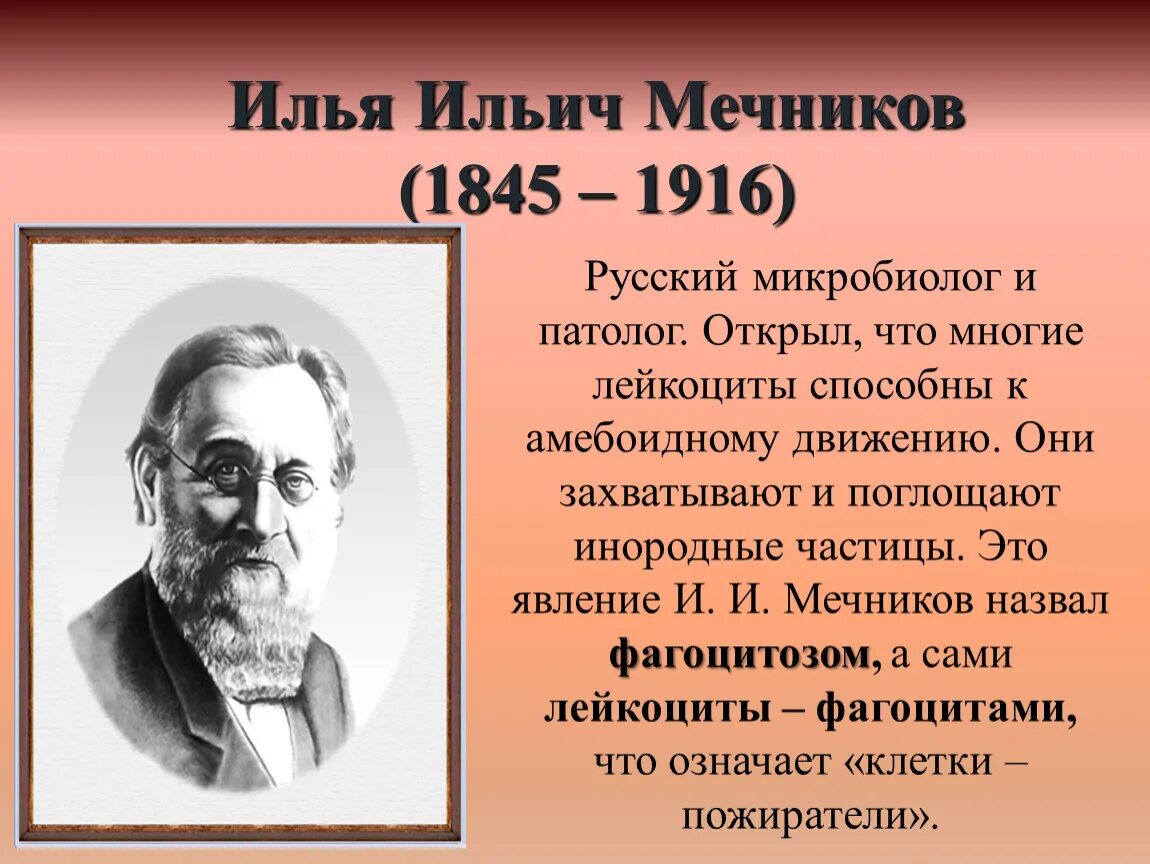 Какое явление открыл мечников. Ильи Ильича Мечникова (1845—1916). Открытия Мечникова.