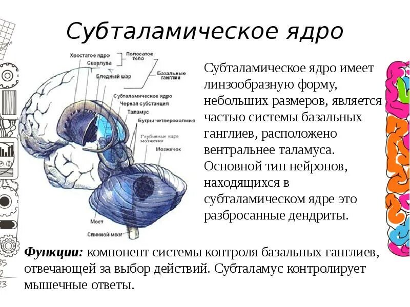 Выгружаемое ядро. Субталамическое ядро. субталамическое ядро мозга. субталамическое ядро льюиса. субталамическое ядро льюиса функции.