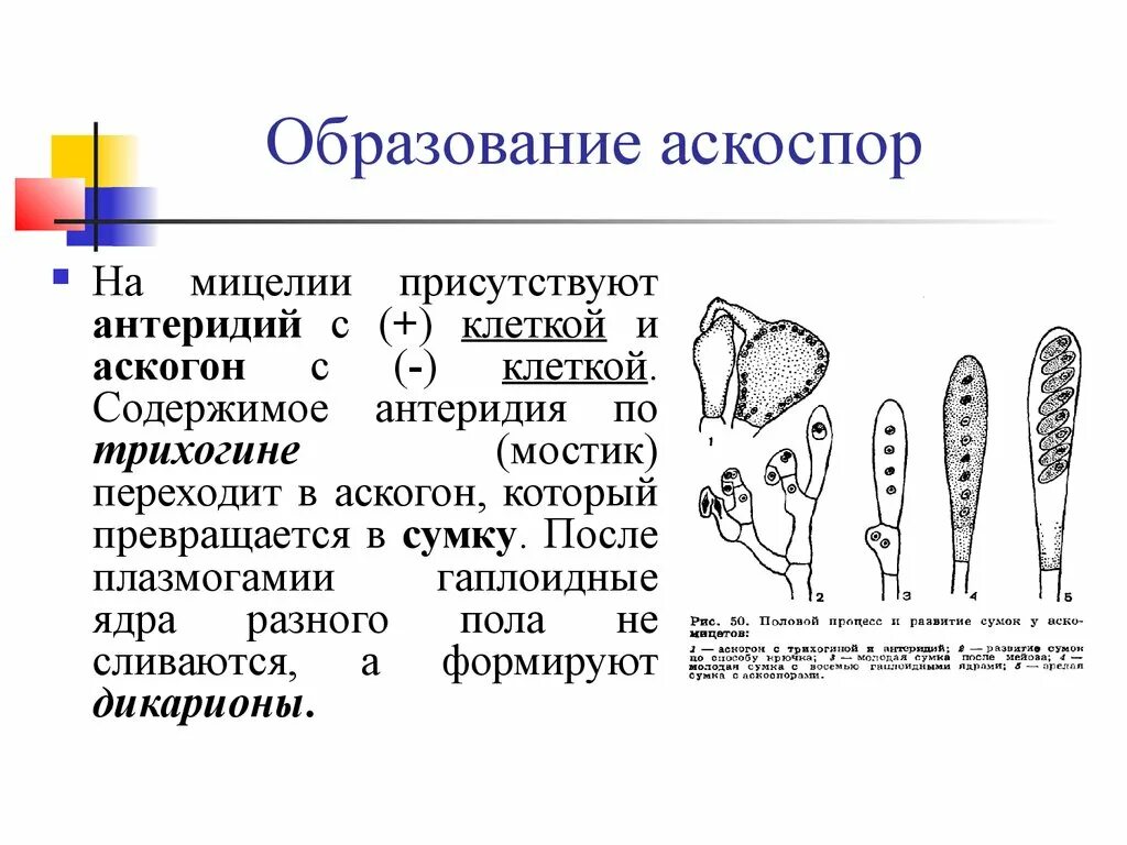 Гаплоидные базидиоспоры