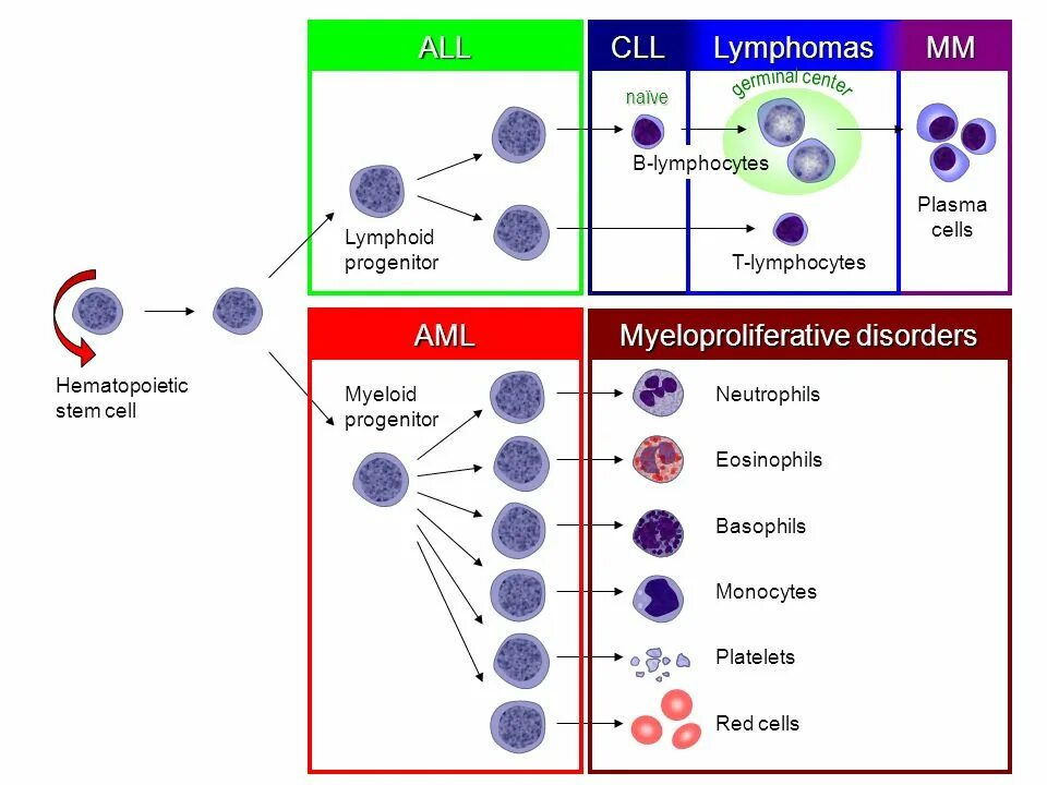 Hematopoietic Stem Cells. Lymphoid Cells. Lymphoid progenitor Cells. AML лимфома. Aml транзакции