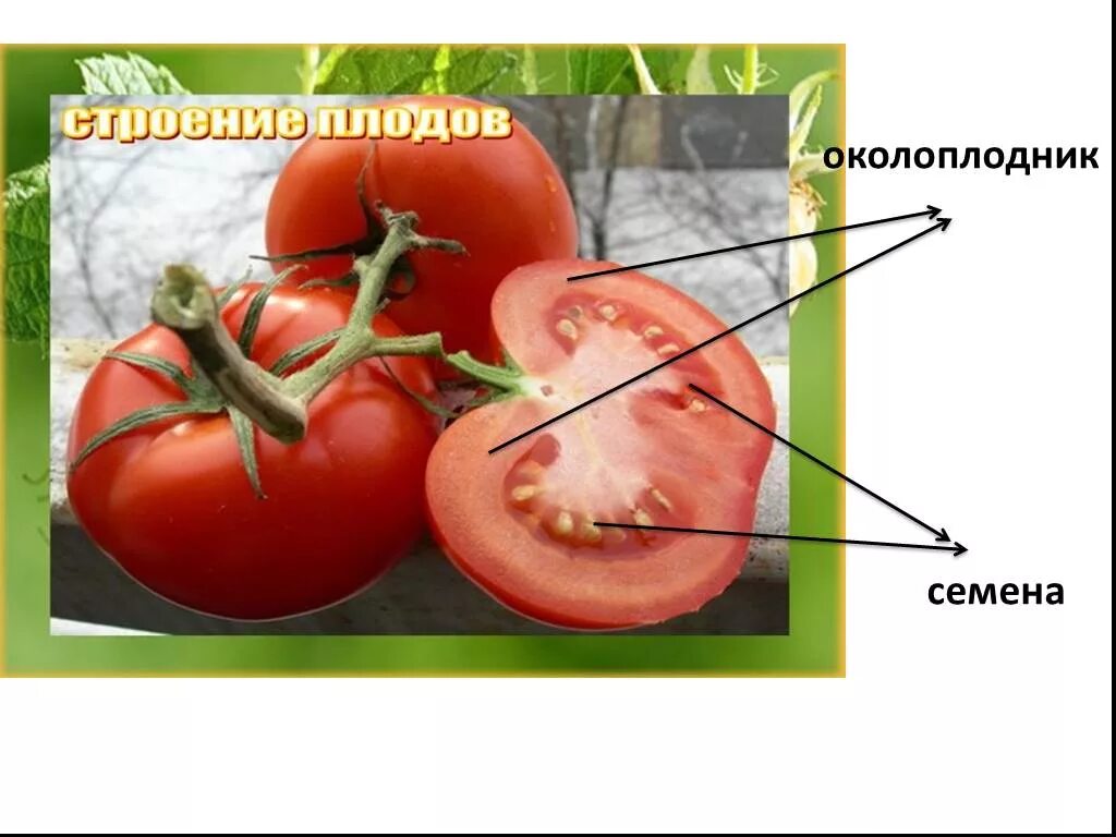Семена томата околоплодник. Строение помидора. Строение плода томата. Строение помидора для детей.