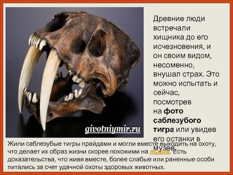 Описание картины нападение саблезубого тигра история. Саблезубый тигр вымер. доклад про саблезубого тигра. саблезубые звери древности. саблезубый тигр сообщение.