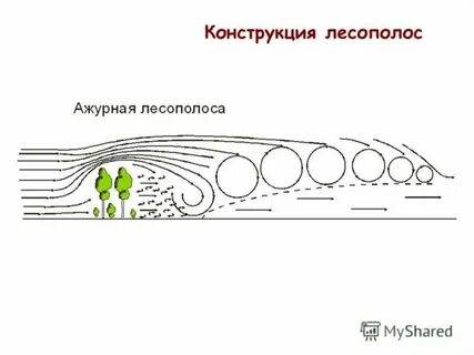Виды лесополос