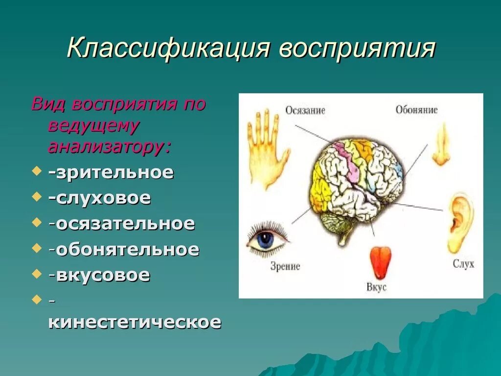 Виды восприятия. Классификация видов восприятия. Анализаторы восприятия в психологии. Виды зрительного восприятия в психологии.