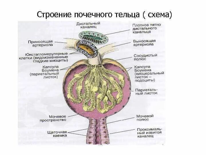 Схема строения почечного тельца. Строение капсулы почечного тельца. Строение почечного тельца гистология. Строение почечного тельца анатомия. Почечное тельце почки