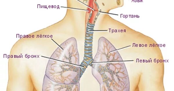 Трахея относительно пищевода. Бронхи и легкие расположение. Расположение бронхов и легких. Расположение бронхов и легких у человека. Трахея и пищевод расположение.