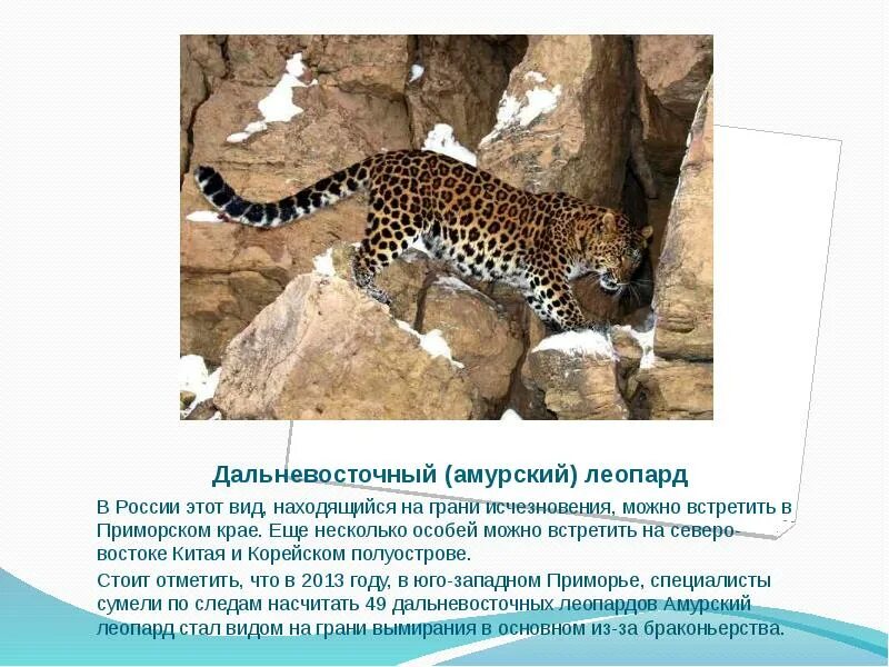 Проект красная книга дальневосточный леопард