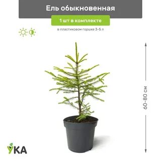 Саженец,1шт купить на ozon по низкой цене (948308024)