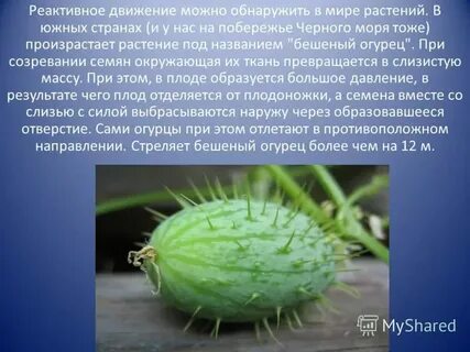 Культурное растение пришедшее из дальних стран