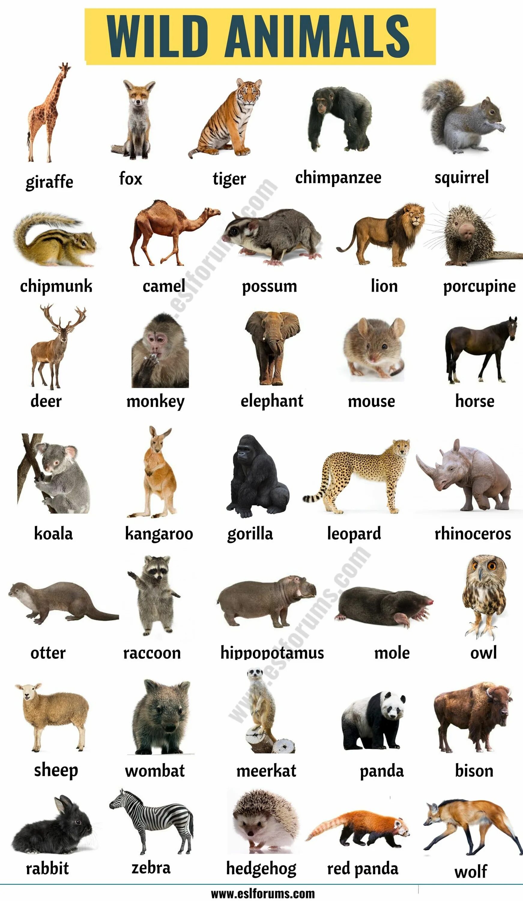 Все имена животных. Wild animals список. животные на английском языке. названия животных на английском. домашние животные и их названия.